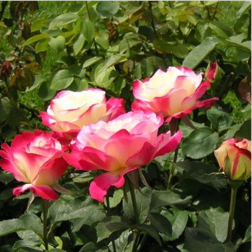 Bílý střed s červeným okrajem - Stromkové růže s květmi čajohybridů - stromková růže s rovnými stonky v koruně